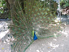 CairnsTC211 Cairns Tropical Zoo